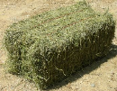 Expo Bale of Hay